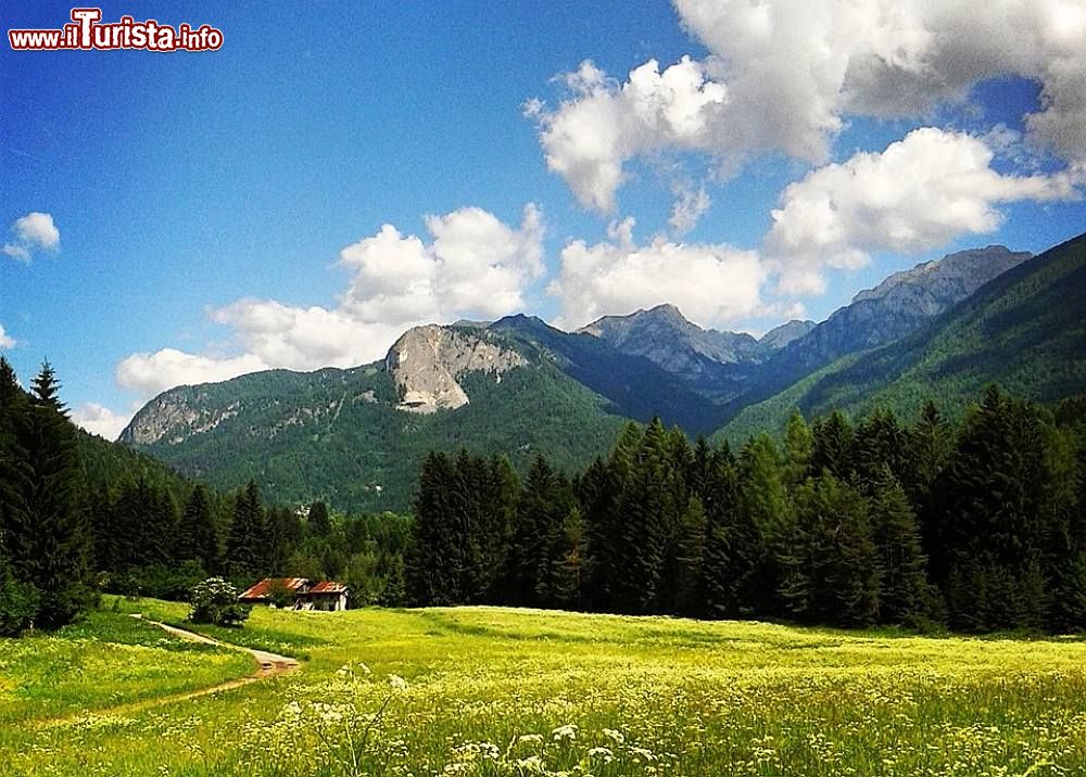 Immagine Fioriture in valle a Forni di Sopra dove si celebra la Festa delle Erbe di primavera