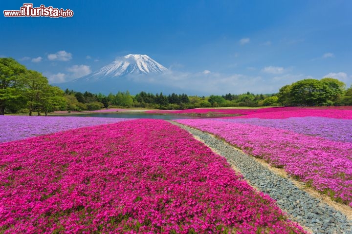 Immagine Il magico momento dela Festival di Shibazakura. Siamo a maggio nella prefettura di Yamanashi in Giappone. Sullo sfondo l'inconfondibile profilo del Monte Fuji-san - © jiratto / Shutterstock.com