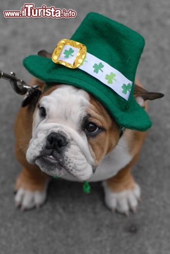 Immagine Festival di San Patrizio a Dublino: un cane in sfilata, in perfetto stile irlandese - © Sergei Bachlakov / Shutterstock.com