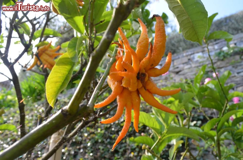 Immagine Fiore nel giardino di Villa della Pergola ad Alassio