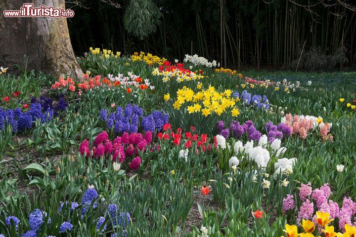 Immagine Fiori colorati sull'isola di Mainau, Germania: grazie alla passione di un uomo e alla dedizione dei suoi discendenti, quest'isola accoglie uno dei giardini più belli al mondo. A creare come la vediamo oggi quest'oasi naturalistica è stato il conte Lennart Bernadotte assieme alla consorte Sonja.