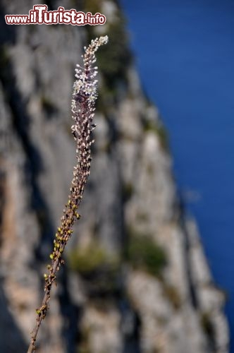 Immagine Fiori presso il Salto Tiberio di Capri, a Villa Jovis