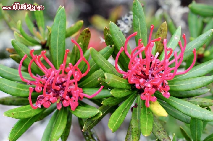 Immagine Fiori di Waratah sul Monte Wellington in Tasmania - © mundoview / Shutterstock.com