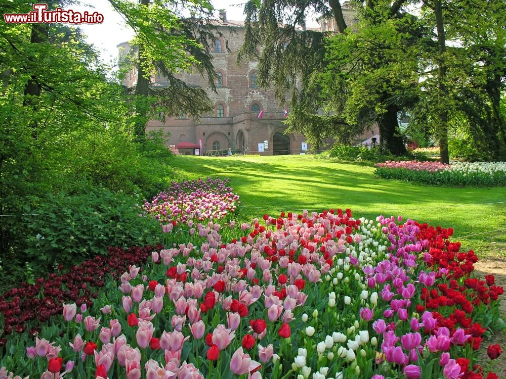 Risultati immagini per CASTELLO DI PRALORMO TULIPANI?