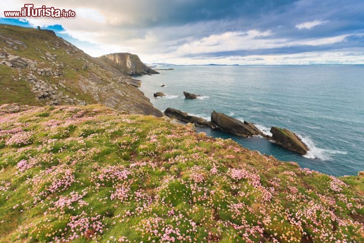 Immagine Fioritura a Sumburgh Head, il capo meridionale dell'isola di MainLand nell'arcipelago delle Isole Shetland in Scozia - © aiaikawa / Shutterstock.com