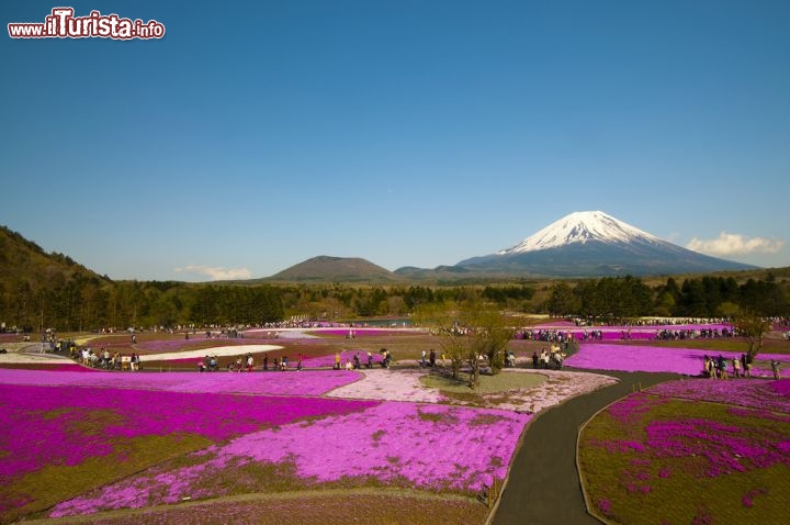 Immagine A primavera la fioritura accende di colori la regione di Yamanashi in Giappone - © Krishna.Wu / Shutterstock.com