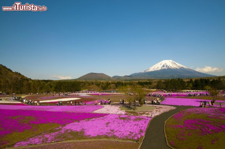 Immagine A primavera la fioritura accende di colori la regione di Yamanashi in Giappone - © Krishna.Wu / Shutterstock.com