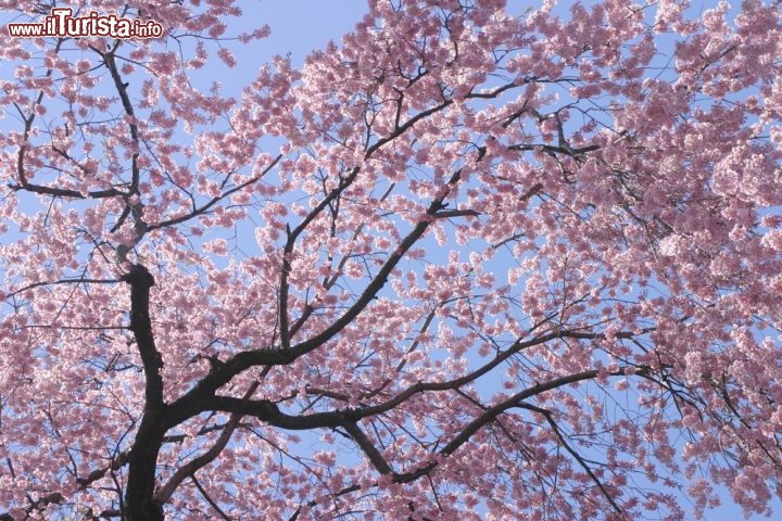 Immagine aL fioritura dei ciliegi ad Hirosaki in Giappone - © JayTurbo / Shutterstock.com