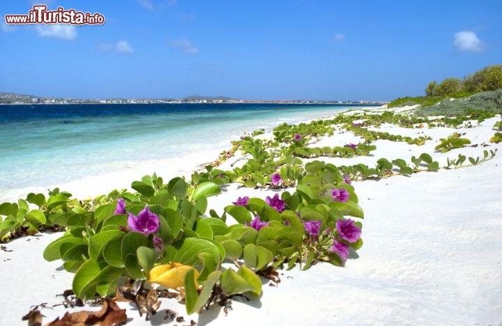 Immagine Fioritura in spiaggia a Bonaire - © Tombelatombe / Shutterstock.com