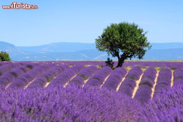 Immagine La Fioritura della lavanda sul Plateau de Valensole in Francia, uno degli spettacoli più belli della Provenza - © ultimathule / Shutterstock.com