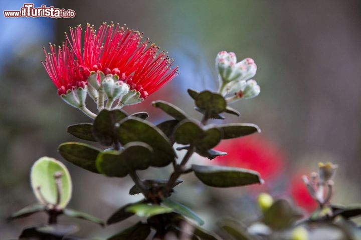 Immagine Fioritura nel Parco Nazionale dei Vulcani dell'Isola di Hawaii: l'Hawaii Volcanoes National Park, istituito nel 1916, è Riserva della biosfera e Patrimonio dell'UNESCO e vanta una grande varietà di paesaggi. Accanto alle caldere, dove la lava ha ricoperto il terreno, la roccia è arida e brulla, ma come vedete non mancano le infiorescenze dai colori brillanti - © Tor Johnson / www.hvcb.org