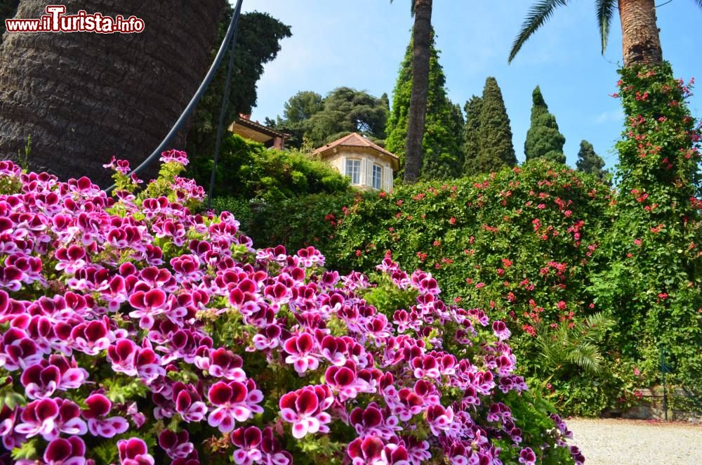 The Hibiscus of Villa della Pergola Botanical Garden - I Giardini di Villa  della Pergola