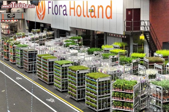 Immagine Floraholland a Naaldwijk (Olanda): magazzino spedizione fiori.
