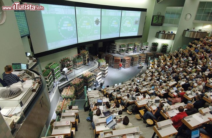 Immagine Flower auction, la Borsa dei fiori di FloraHolland Naaldwijk (Olanda).