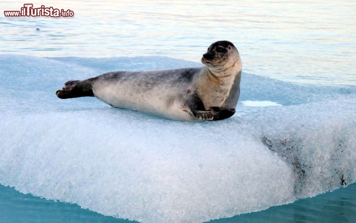 Immagine Foca su ghiacci in Islanda - Foto di Giulio Badini