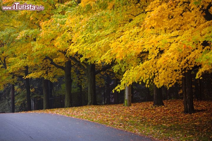 Immagine Foliage Canada, lungo una strada di Toronto, la capitale dell'Ontario - © Elena Elisseeva / Shutterstock.com