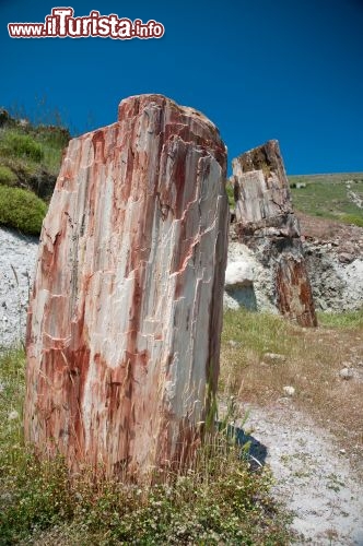 Immagine La Foresta Pietrificata dell'isola di Lesbo (Lesvos) in Grecia. Una delle attrazioni più importanti dell'isola è la cosiddetta "Petrified forest" una serie di tronchi silicizzati che ci ricordano del passato vulcanico dell'isola. Una foresta venne colpita da alcune esplusioni vulcaniche una decina di milioni di anni fa, e gli alberi ricorperti dalle ceneri si sono pietrificati ed è possibile passeggiare oggi a fianco di una natura antica, congelata dla tempo e dalle forze indomabili della natura - © Royster / Shutterstock.com