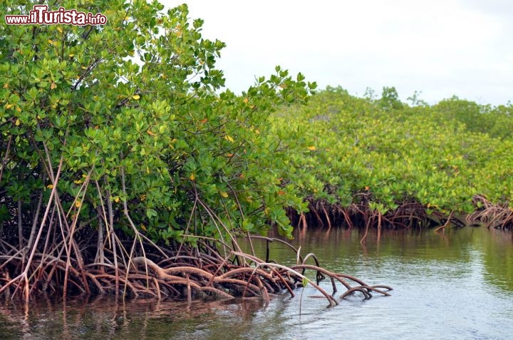 Immagine Particolare delle radici di una foresta di mangrovie a Montecristi interna al parco nazionale di Montecristi che s'affaccia sull'Oceano.