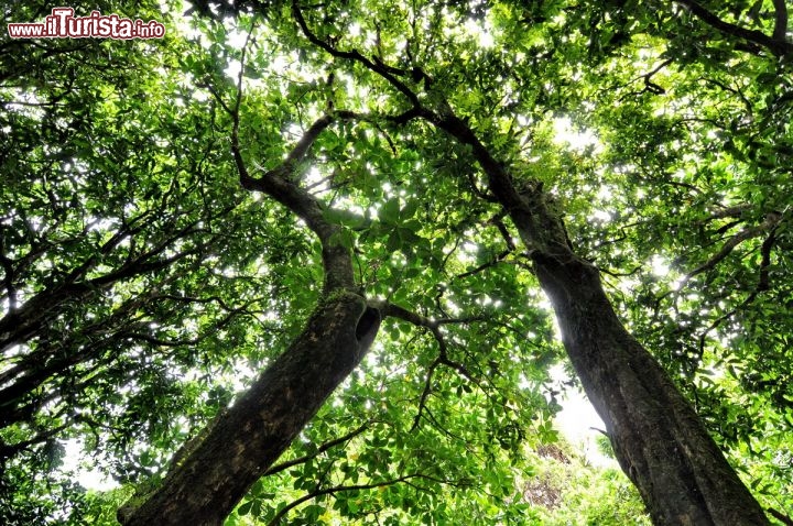 Immagine Foresta nel cuore di Tahiti