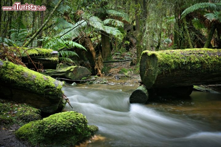 Immagine Foresta pluviale: questo paesaggi odegno del Signore degli Anelli si trova in Tasmania, all'interno del Mount Field National Park - © Neale Cousland / Shutterstock.com