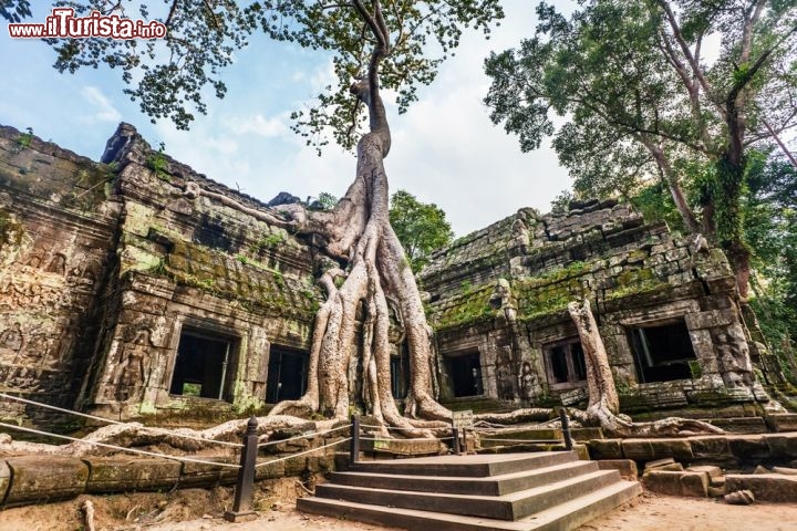 Immagine Fotografia del Ta Prohm Temple di Angkor Wat, con uno spettacolare Banyan tree, in Cambogia - © Kushch Dmitry / Shutterstock.com