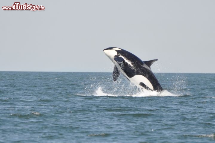 Immagine Una giovane orca nuota nell'Oceano Pacifico al largo di Vancouver, British Columbia, Canada. Il luogo migliore per ammirarle è le Stretto di Johnstone, dove vanno a caccia di salmoni: esistono tour guidati appositamente ideati per incontrare le orche, a bordo di kayak o altre imbarcazioni - © Monika Wieland / Shutterstock.com