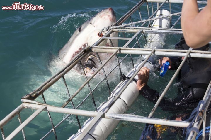 Immagine Gabbia per vedere gli squali bianchi da vicino: si tratta di una classica attrazione del Sudafrica dove l'oceano, per la presenza di acque fredde pullula di questi giganteschi predatori - © Mogens Trolle / Shutterstock.com