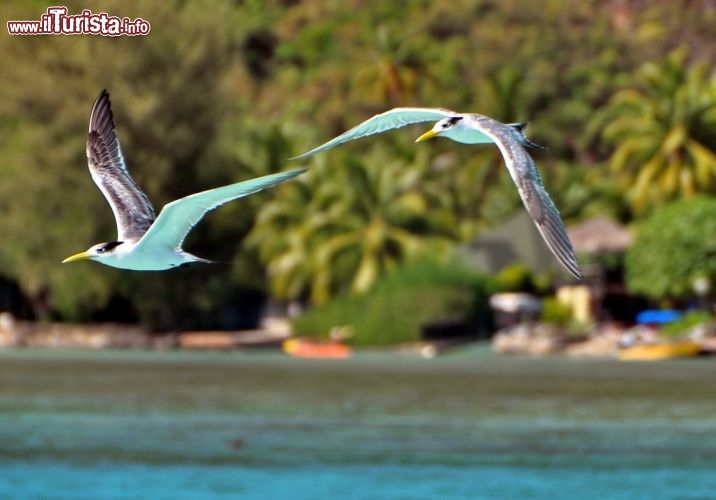 Immagine Gabbiani in volo sulla laguna di Moorea in Polinesia