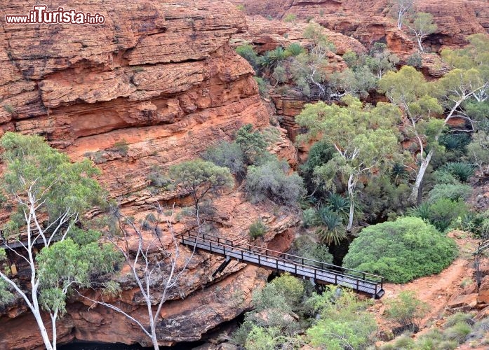 Immagine Garden of the Eden a Kings Canyon, Australia - Si tratta di una specie di oasi preistorica, cioè un lembo di vegetazione antichissima, che grazie alla sua posizione dentro al canyon, riesce a sopravvivere al deserto, per la presenza di alcune pozze d'acqua ed un più elevato livello d'umidità dell'aria. Alcune piante, delle cicadee, risalgono al tempo dei dinosauri, e quindi hanno più di 70 milioni di anni di storia alle spalle!