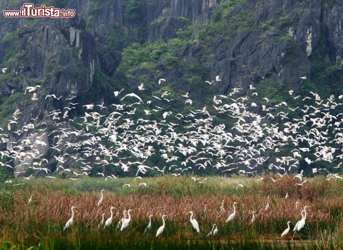 Immagine Garzette in volo nella Riserva di Van Long, Vietnam: in questa riserva naturale vivono uccelli e mammiferi anche molto rari, come ad aesempio il "presbite di Delacour" - Foto © Hoang Cong Thanh / Shutterstock.com