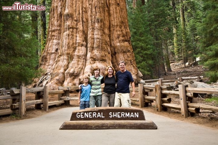 Immagine General Sherman è la più grande sequoia della California, e il più massiccio albero del mondo: si può considerare come l'essere vivente più grande del pianeta, dato che possiede un volume di 1487 metri cubi! Raggiunge una altezza di 83,80 metri, con un diametro massimo di 11, 1 metri alla base - © Jorg Hackemann / Shutterstock.com