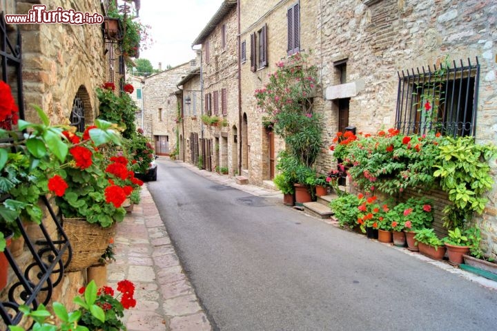 Immagine Fiori nel centro medievale di Assisi. Dal 2000 l'Unesco ha inserito la Basilica di San Francesco e i siti francescani fra i beni che appartengono al Patrimonio Mondiale dell'Umanità. Ma questo bel borgo umbro possiede molti altri gioielli che meritano di essere visitati ad iniziare dal cuore più antico della città: qui all'eleganza della pietra, con cui sono state costruite molte abitazioni che vi si affacciano, rispondono le mille tonalità dei fiori che contribuiscono a creare un'atmosfera ancor più suggestiva - © JeniFoto / Shutterstock.com