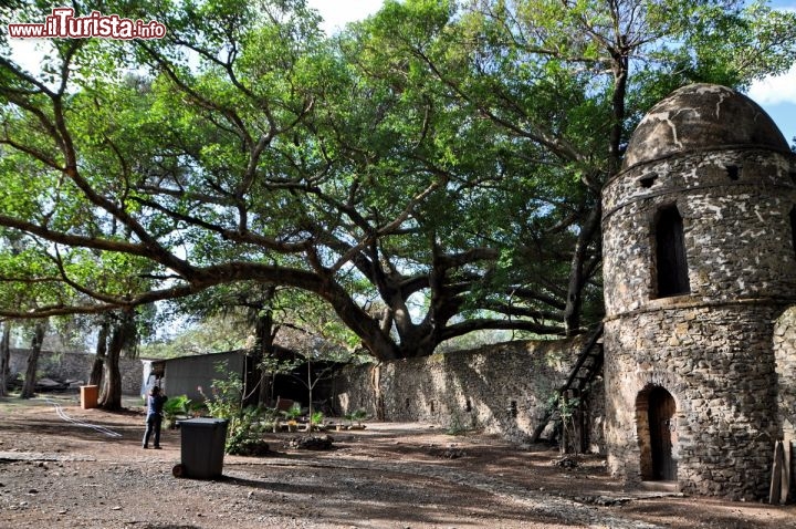 Immagine Giardini della Piscina di Fasilide: albero di sicomoro a Gondar