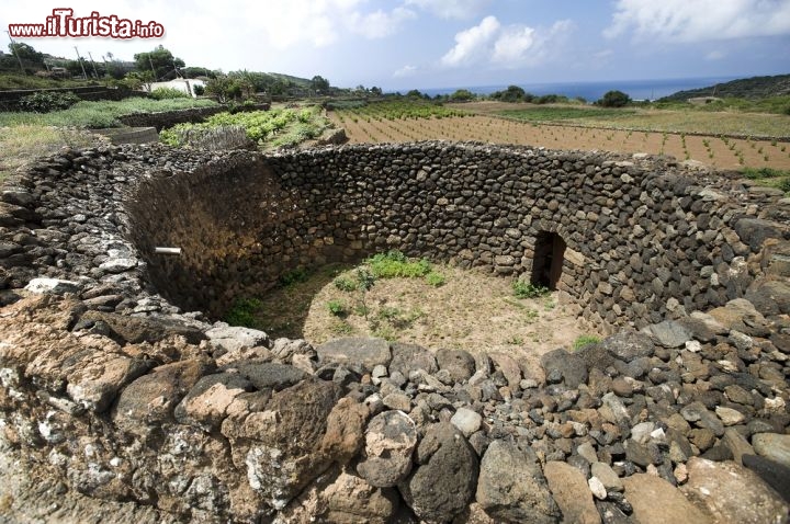 Immagine Un classico giardino Pantesco a Pantelleria, costruito utilizzando le rocce vulcaniche dell'isola. Servono per proteggere le piante più delicate dai forti venti che spirano sull'isola. Pantelleria è uno dei luoghi più ventosi di tutta Italia, con vento medio di circa 8 metri al secondo - © luigi nifosi / shutterstock.com