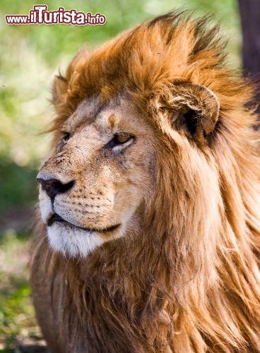Immagine Al Parco Nazionale del Serengeti, tra le aree protette più importanti dell'Africa orientale, può capitare di imbattersi in uno sguardo fiero come quello di questo giovane leone. La grande ricchezza faunistica ha fatto sì che l'UNESCO, nel 1981, dichiarasse l'area Patrimonio dell'Umanità - © Pal Teravagimov / Shutterstock.com