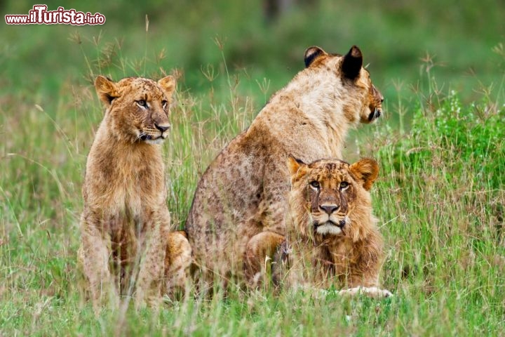 Immagine Giovani leoni maschi controllano gli erbivori al pascolo lungo le rive del lago Nakuru, nell'omonimo National Park del Kenya - © Pal Teravagimov / Shutterstock.com