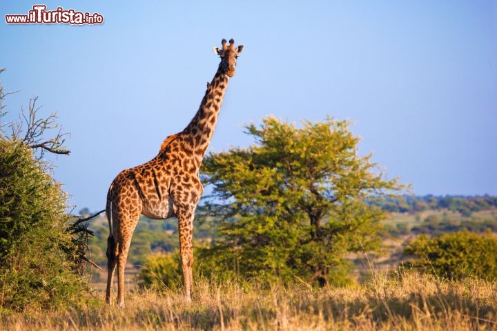 Immagine La giraffa è tra gli abitanti più eleganti e misteriosi del Parco del Serengeti, in Tanzania, nell'est dell'Africa. Dal 2008 è attivo il Serengeti Giraffe Project, un progetto di ricerca che ha l'obiettivo di approfondire le conoscenze sul comportamento e l'habitat di questo animale dal collo slanciato  - © PHOTOCREO Michal Bednarek / Shutterstock.com