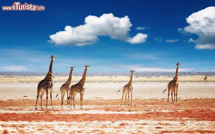 Immagine Giraffe nel magico Parco Nazionale di Etosha, in Namibia - © Pichugin Dmitry / Shutterstock.com