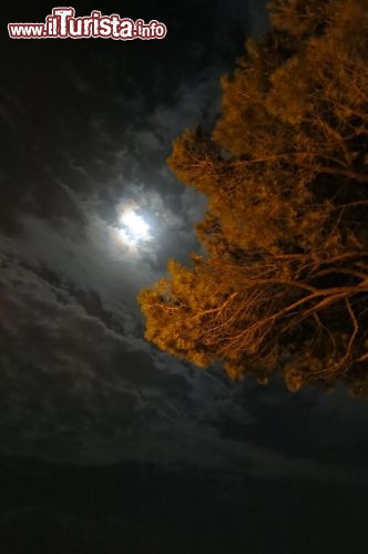 Immagine Luna tra gli alberi di un parco di Grado