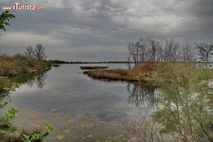 Immagine Una escursione da Grado: Riserva Naturale Valle Cavanata