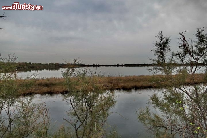 Immagine Le zone umide della Valle Cavanata vicino a Grado