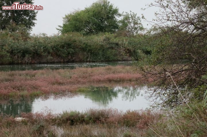 Immagine Grado la riserva di Valle Cavanata