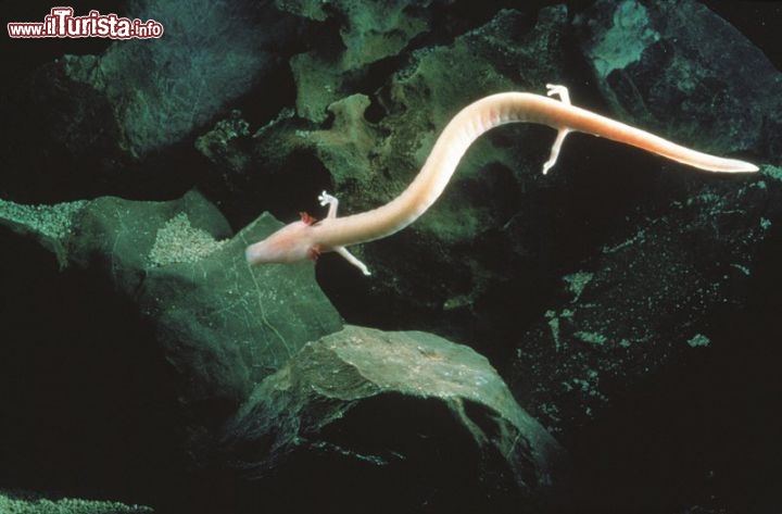 Immagine Grotte di Postumia il proteo, un magnifico esempio di fauna ipogea all'interno delle cavità carsiche più famose della Slovenia - Cortesia foto www.postojnska-jama.eu