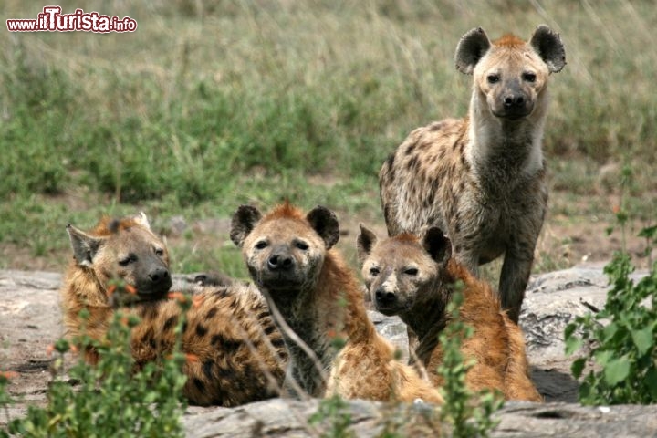 Immagine Al Parco del Serengeti, in Tanzania, non mancano le famiglie di iene. In genere all'uomo non stanno molto simpatiche, forse per l'abitudine di mangiare carcasse di altri animali, ma le iene sono animali socievoli tra loro, che vivono in gruppi matriarcali molto uniti e fortemente territoriali. Non le vedrete mai sole. - © Sam DCruz / Shutterstock.com