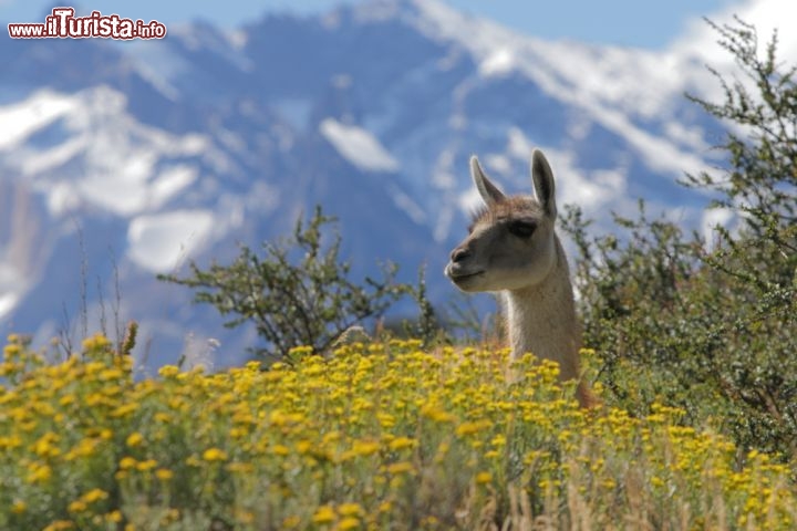 Immagine Guanaco in estate, fortografato al Parco Nazionale Torres del Paine in Patagonia, Cile - © gary yim / Shutterstock.com