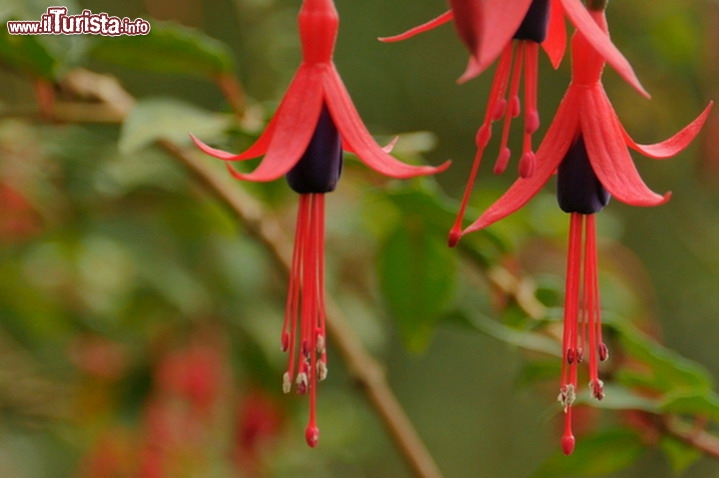 Immagine Hill Country: siamo nel giardino del Governor's Mansion dello Sri Lanka la regione umida e particolamente adatta a vari tipi di coltivazioni nonchè a vari tipi di fiori - © Michela Garosi / TheTraveLover.com