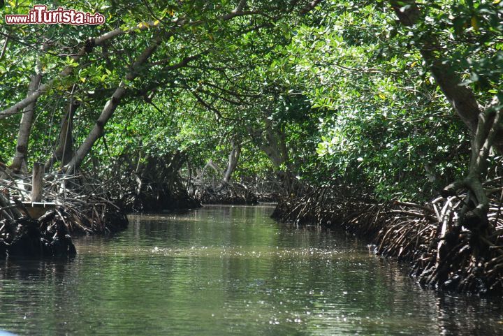 Immagine Mangrovie a Roatan, Honduras -  Per ammirarle da vicino si può scivolare a bordo di un kayak in mezzo al groviglio di foreste che ne ospitano ben tre varietà: la rossa, la nera e la bianca. Tutte  costituiscono l'habitat ideale per innumervoli specie di uccelli e pesci che si nascondono fra le radici degli alberi dai predatori. E' una delle esperienze più suggestive che si possa vivere a contatto con la natura in Honduras © Daniele Sironi