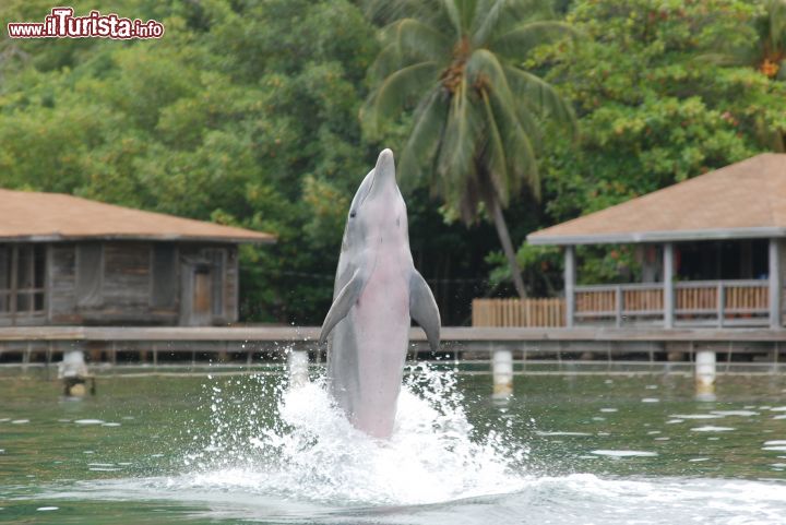 Immagine Delfini a Roatan, Honduras - Nuotare con i delfini è il sogno di molti. A Roatan, in Honduras, in un tratto della costa sud est si possono ammirare questi simpatici cetacei che vanno e vengono dal mare aperto per dirigersi in una zona protetta dove sono stati abituati ad entrare in contatto con l'uomo. Il luogo in questione è l'Anthony's Key Resort dove in un delfinario si può nuotare, abbracciare e persino farsi baciare su una guancia dai delfini © Daniele Sironi