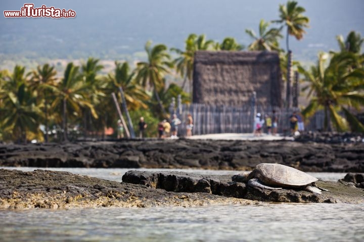 Immagine All'Isola di Hawaii si possono fare incontri selvaggi... come questa tartaruga al Parco Nazionale Puʻuhonua o Hōnaunau, un luogo sacro sulla costa occidentale dell'isola, dove fino all'Ottocento trovavano rifugio gli hawaiani colpevoli di aver infranto un'antica legge. Per evitare la morte si recavano qui e venivano assolti da un sacerdote - © Tor Johnson / www.hvcb.org