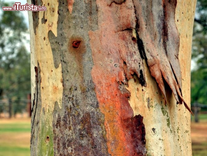 Immagine I colori Red Centre alla storica Stazione del Telegrafo di Alice Springs - Le cortecce degl ieucalipti danno spettacolo alla Old Telegraph Station, la prima "colonizzazione" europea del cuore rosso dell'Australia